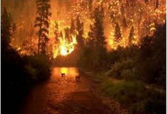 Orman yangınları kaçınılmaz mı? Ahmet Demirtaş